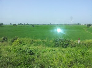 Journey through Lush Green filed of Haryana and Punjab
