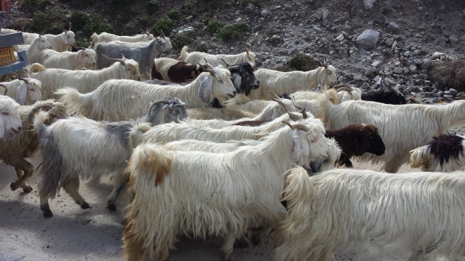 Herd of mountains goat and sheep blocking our way to Rohtang Pass