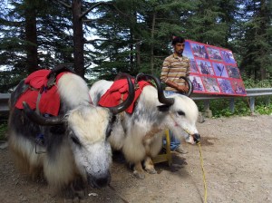 Yaks on the way from Chail to Viceroy Lodge