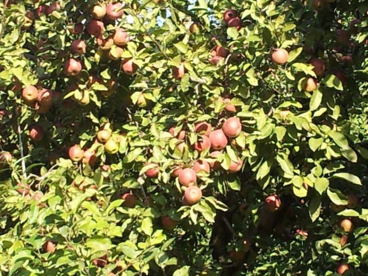 We were very excited to discover red and green apples were hanging on the roadsides