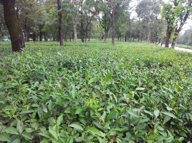 The lush green tea beds with well-pruned bushes was a sight to behold.